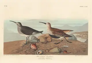 Red-backed Sandpiper, by Havell, Jr., Robert, ink, 1836