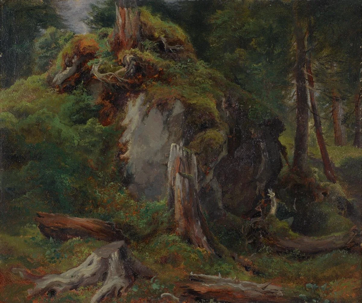 Rocher couvert de mousses et troncs d'arbres abattus, detail