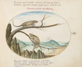 Plate 53: Two Common or Mediterranean Chameleons above San Sebastián, Spain, by Joris Hoefnagel, gouache, 1594