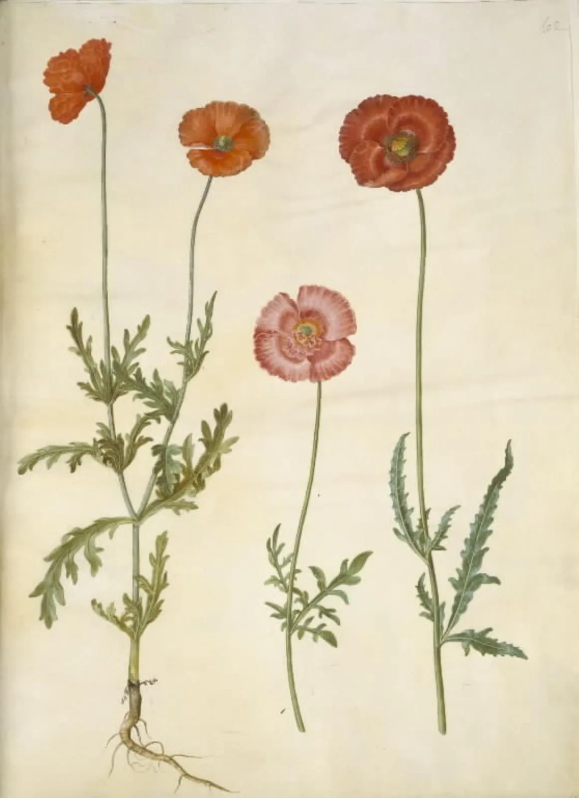 Papaver dubium (gærde-valmue); Papaver rhoeas (korn-valmue), detail