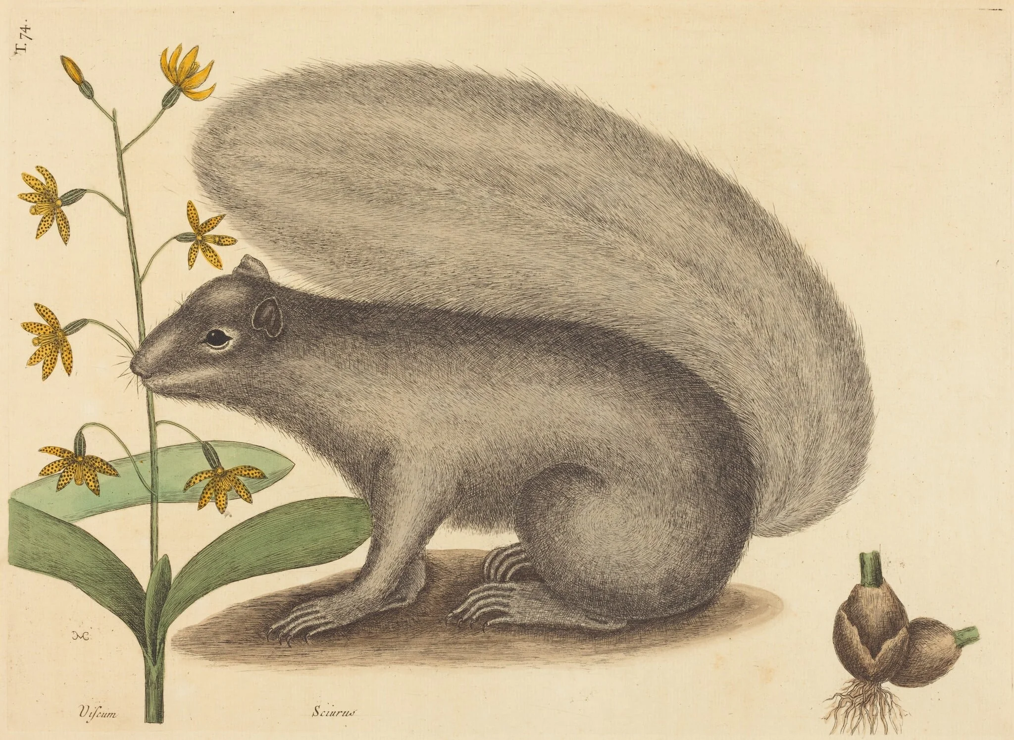 The Grey Fox Squirrel (Sciurus cinereus), detail