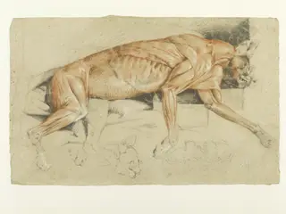 Ecorche drawing of a wild cat, by Edwin Landseer, 1817