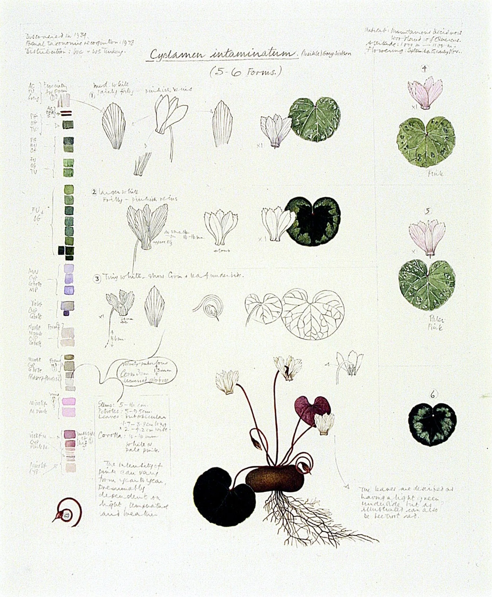 Cyclamen intaminatum, detail