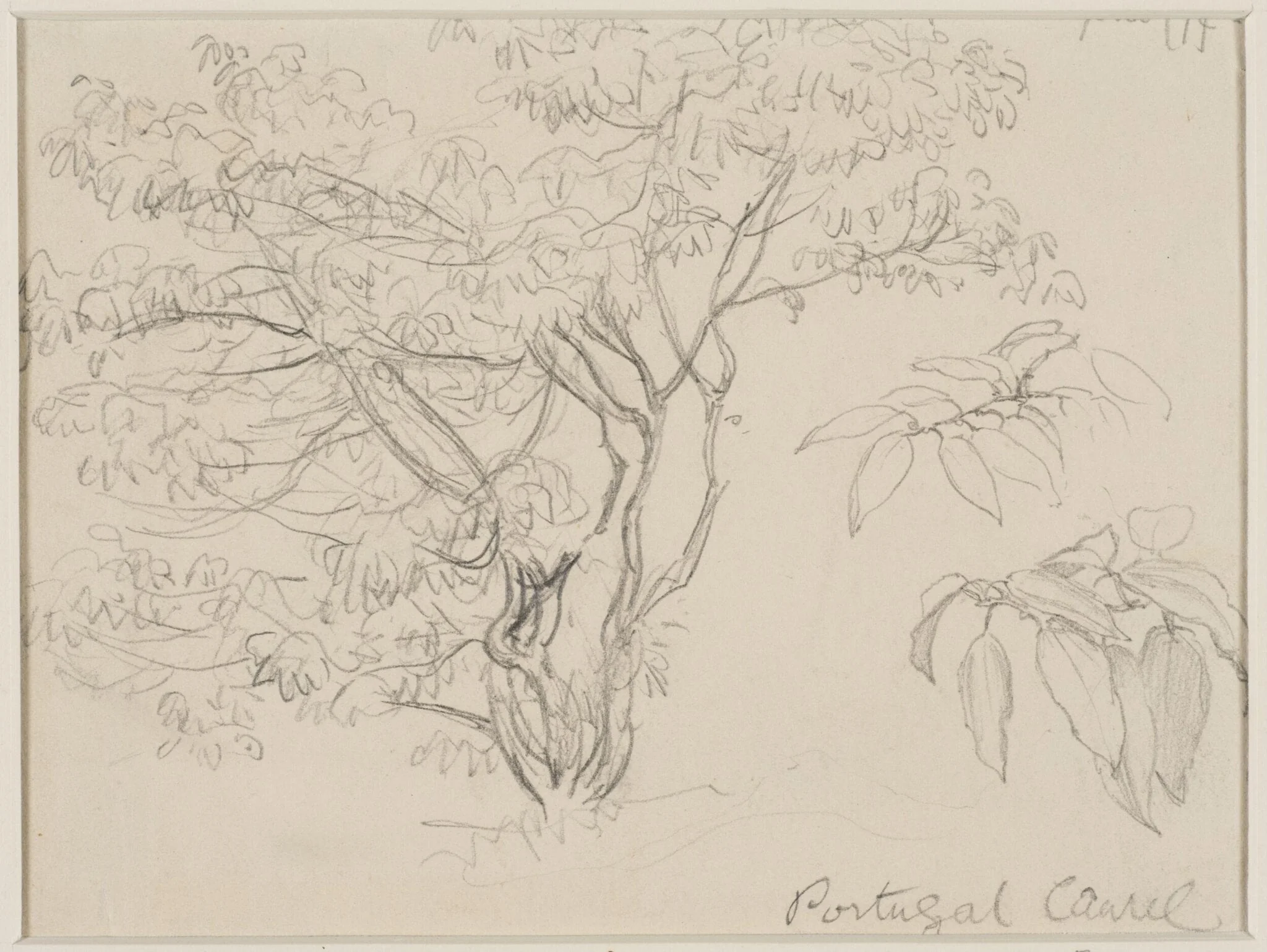 Portugal laurel, detail