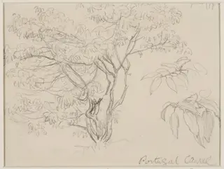 Portugal laurel, by Helen Allingham, 1874