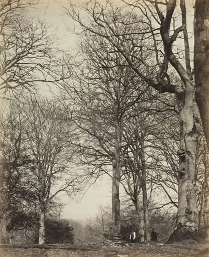 Queen Adelaide's Beech, by 14th Earl of Caithness James Sinclair