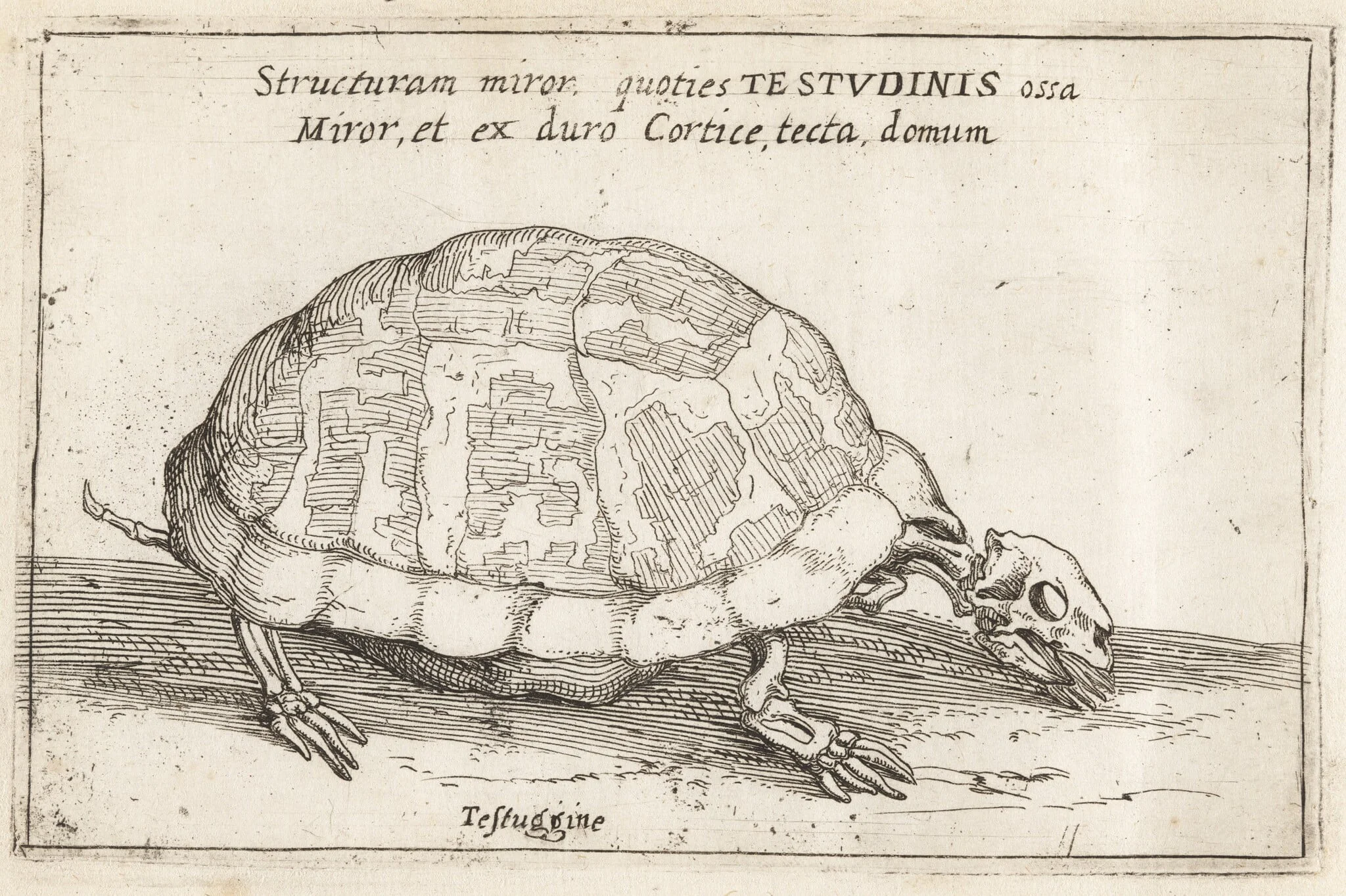 Skeleton of a Tortoise, detail