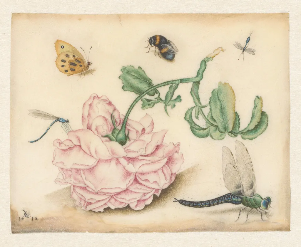 A Rose and Five Insects, by Christoffel van den Berghe, watercolor, 1618