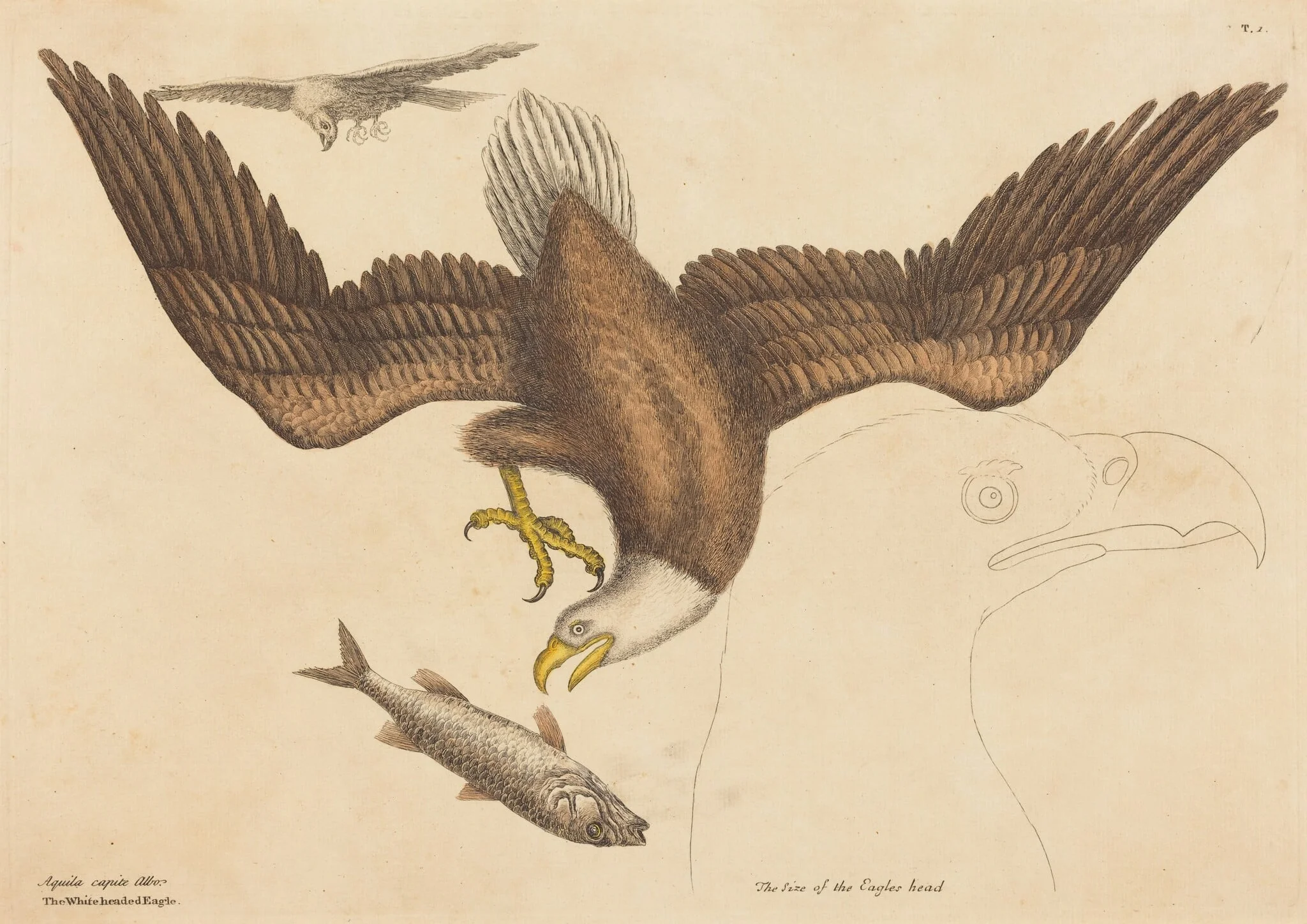 The Bald Eagle (Falco leucocephalus), detail