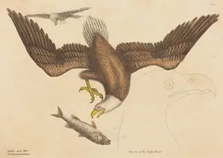 The Bald Eagle (Falco leucocephalus), by Mark Catesby, ink, 1737