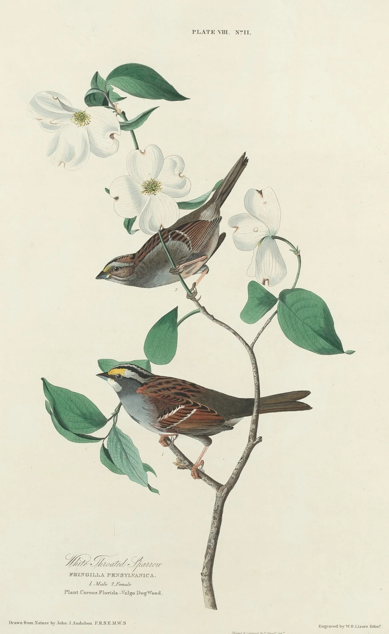 White-throated Sparrow, detail