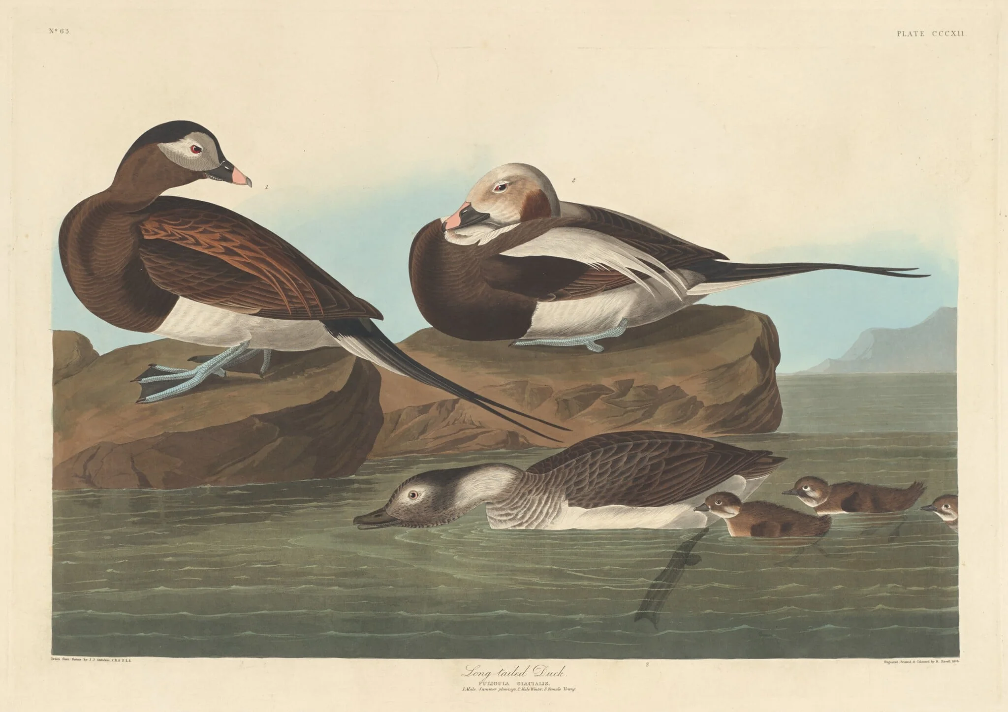 Long-tailed Duck, detail