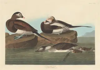 Long-tailed Duck, by Havell, Jr., Robert, ink, 1836