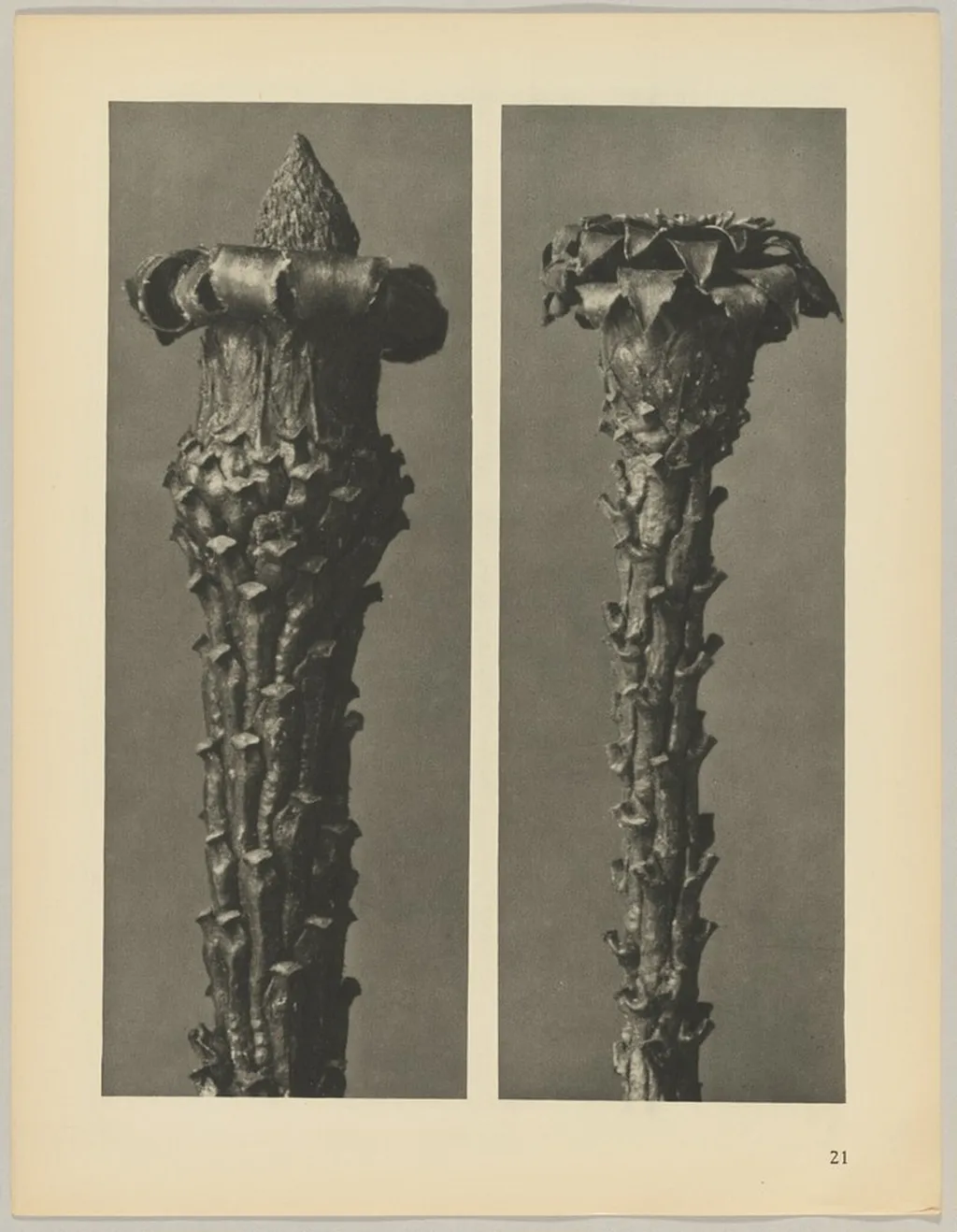 Picea excelsa, by Karl Blossfeldt, 1928
