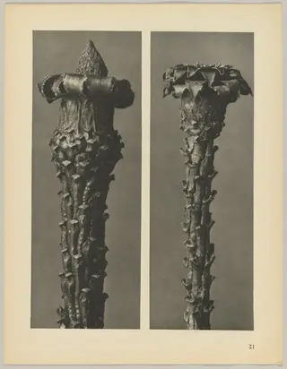 Picea excelsa, by Karl Blossfeldt, 1928