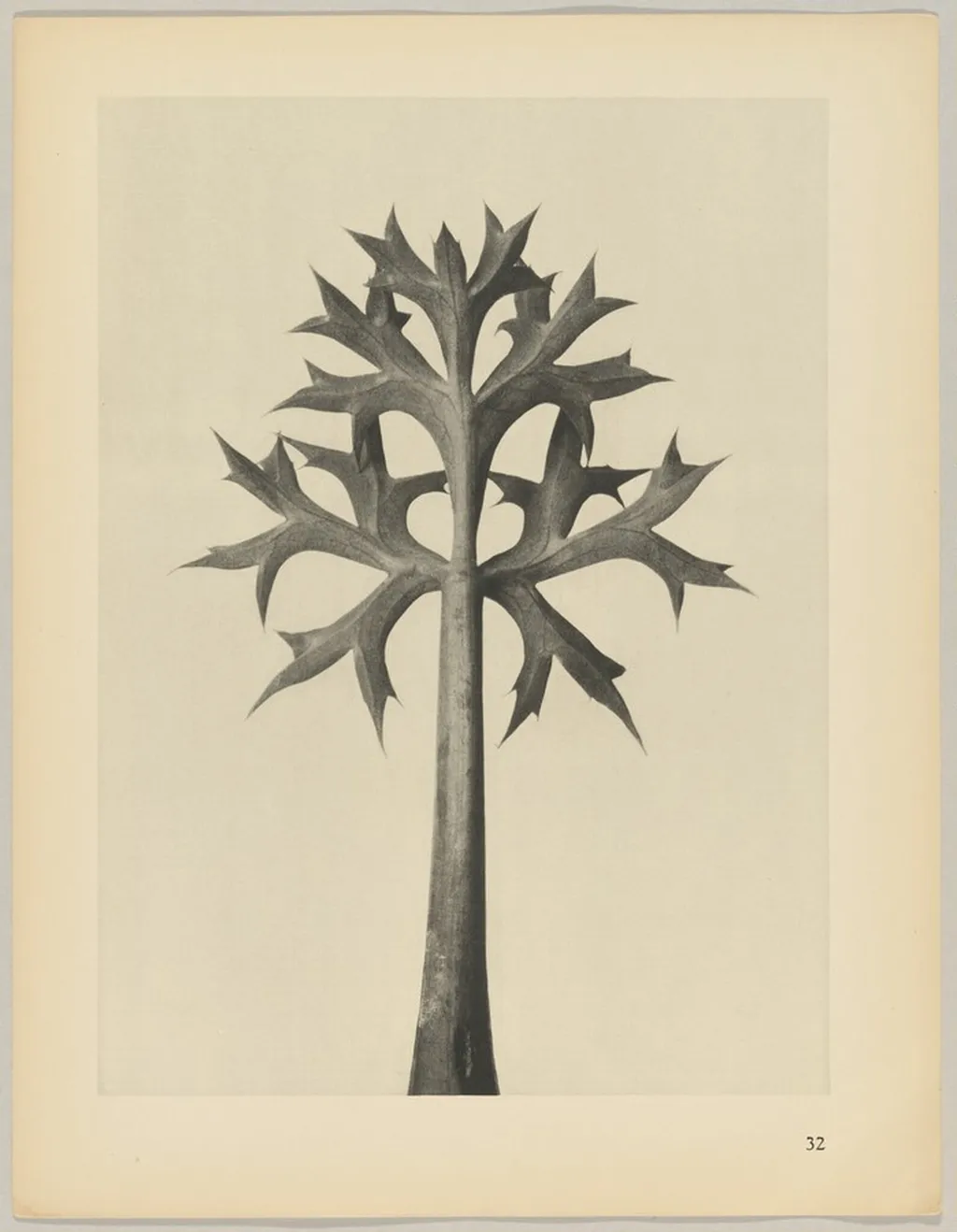 Eryngium Bourgatii, by Karl Blossfeldt, 1928