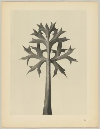Eryngium Bourgatii, by Karl Blossfeldt, 1928