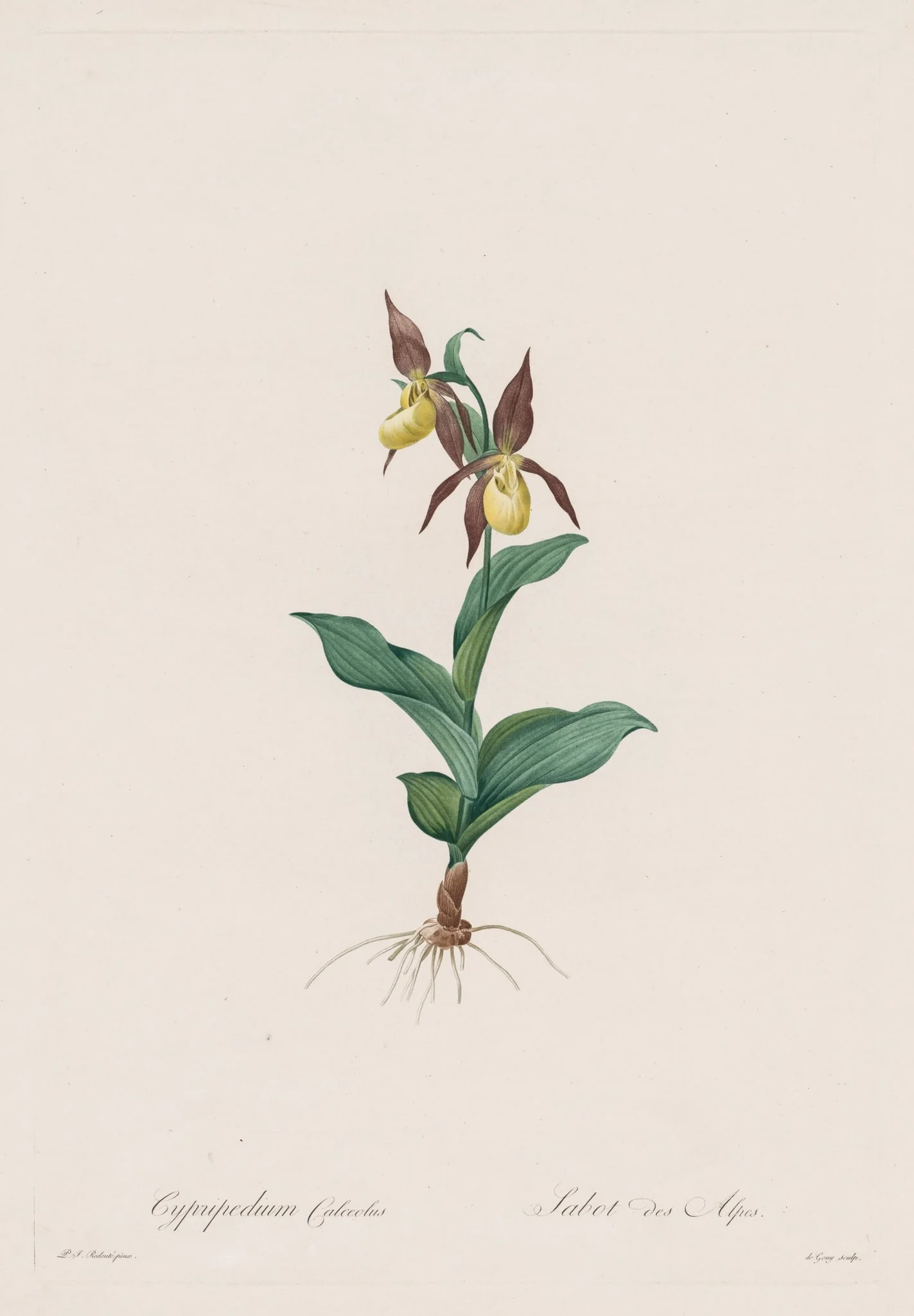 Les Liliacées: Cypripedium calceolus, detail