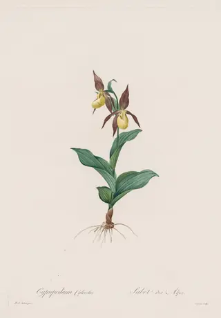 Les Liliacées:  Cypripedium calceolus, by Henry Joseph Redouté, 1809