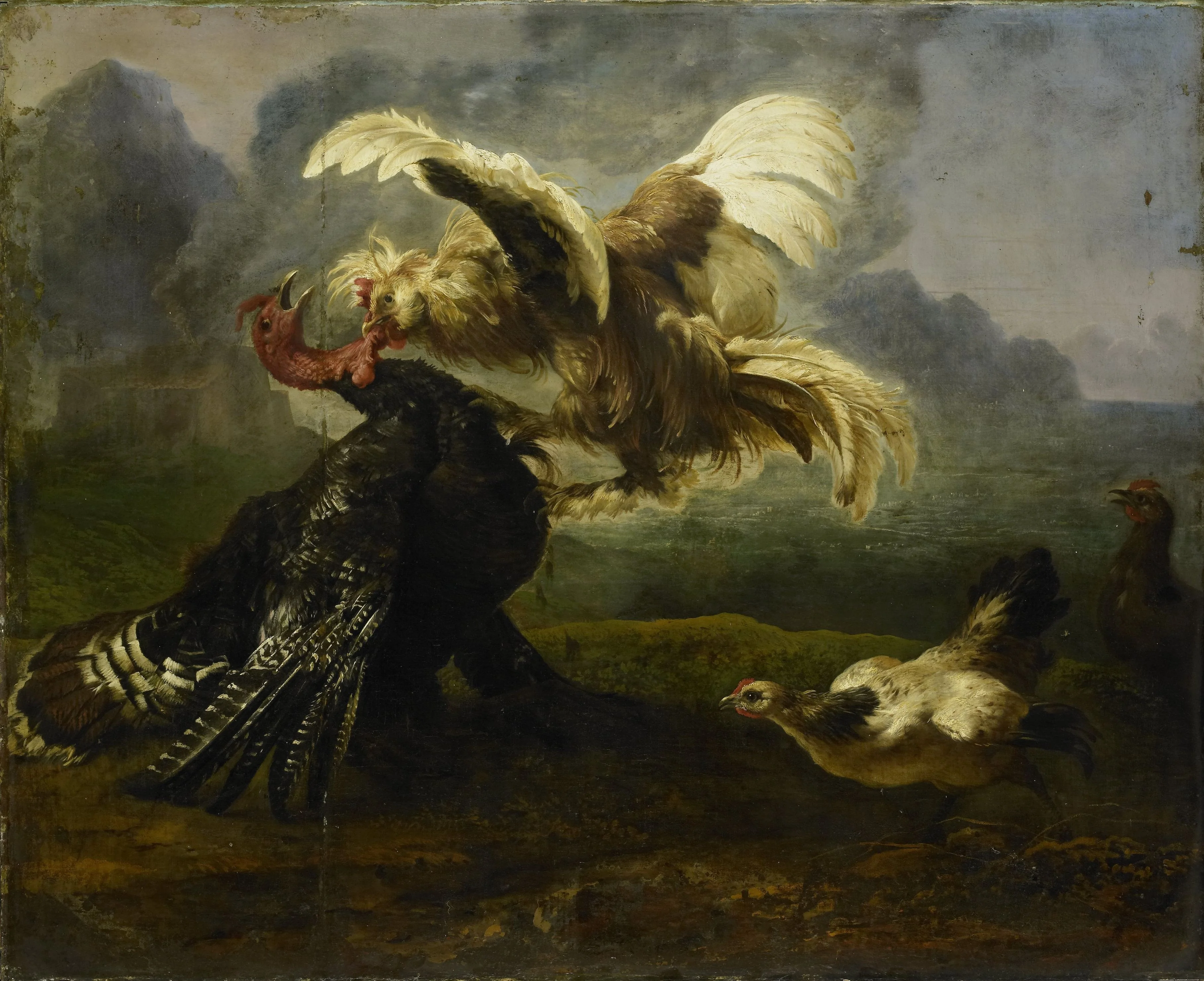 Birds fighting, detail