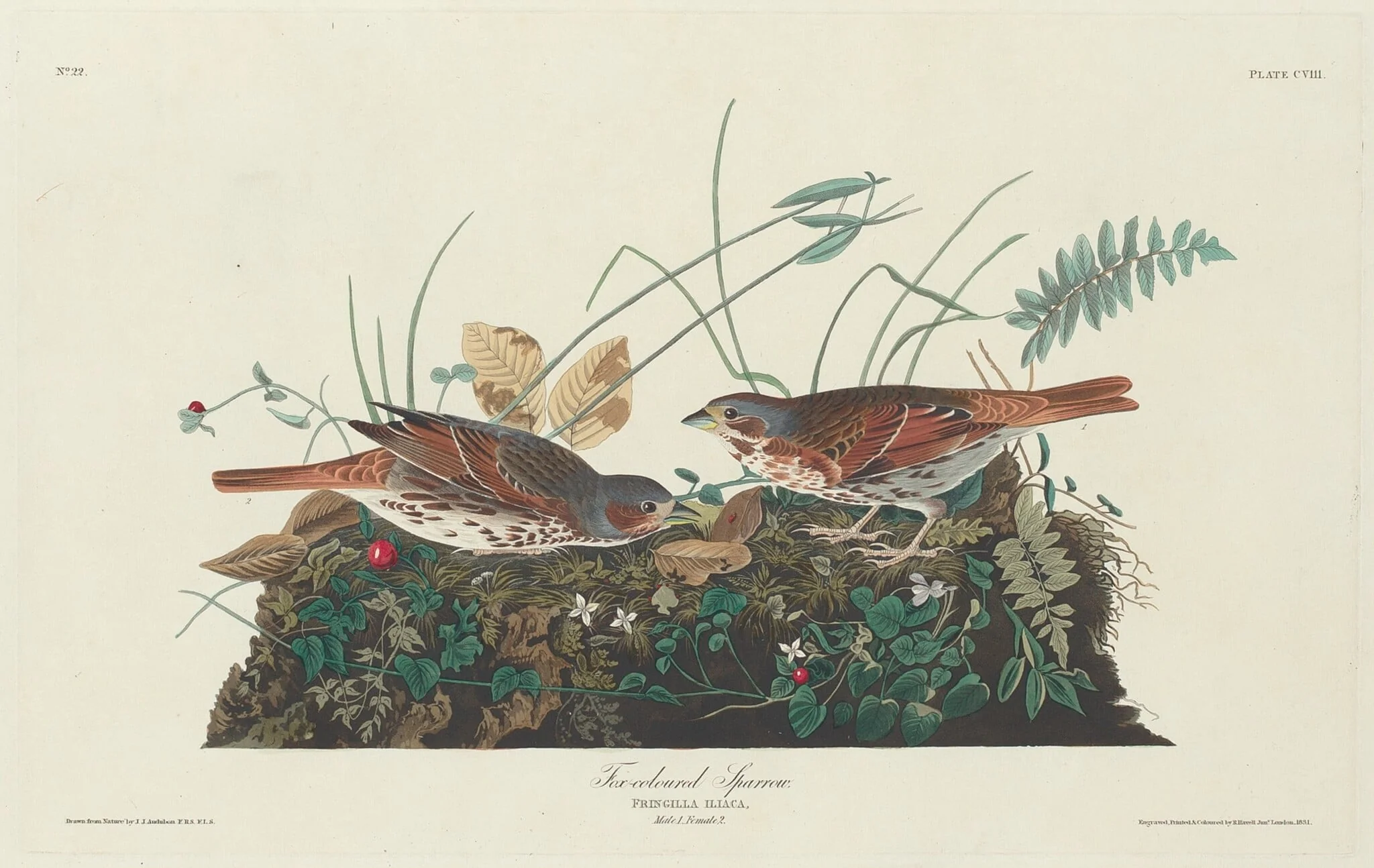 Two-colored Sparrow, detail
