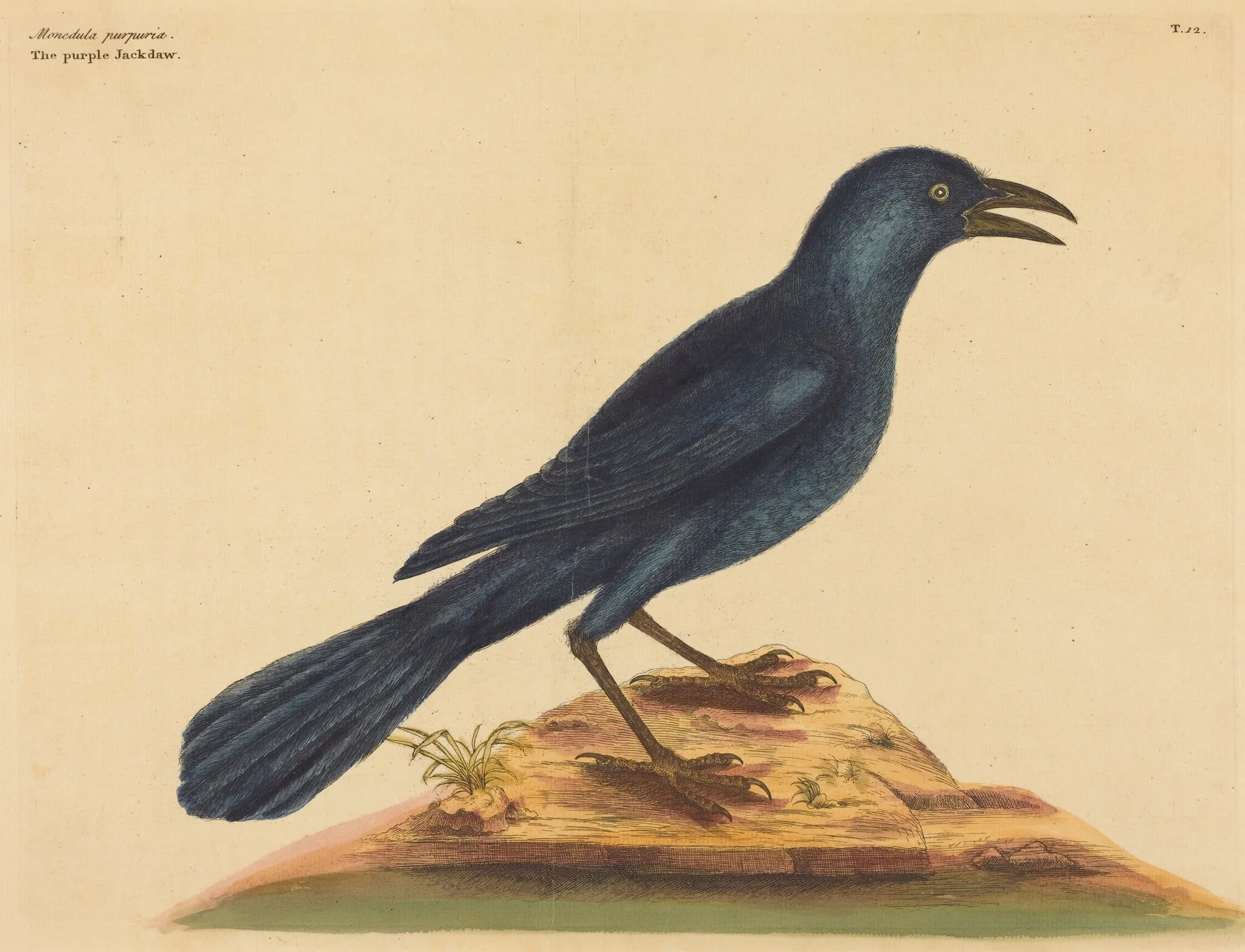 The Purple Jack Daw (Gracula Quiscula), detail