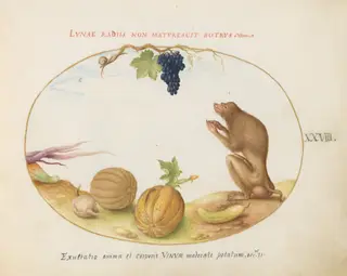 Plate 28: A "Tartarine" (Barbary Macaque?)  with Fruit and a Snail, by Joris Hoefnagel, gouache, 1594