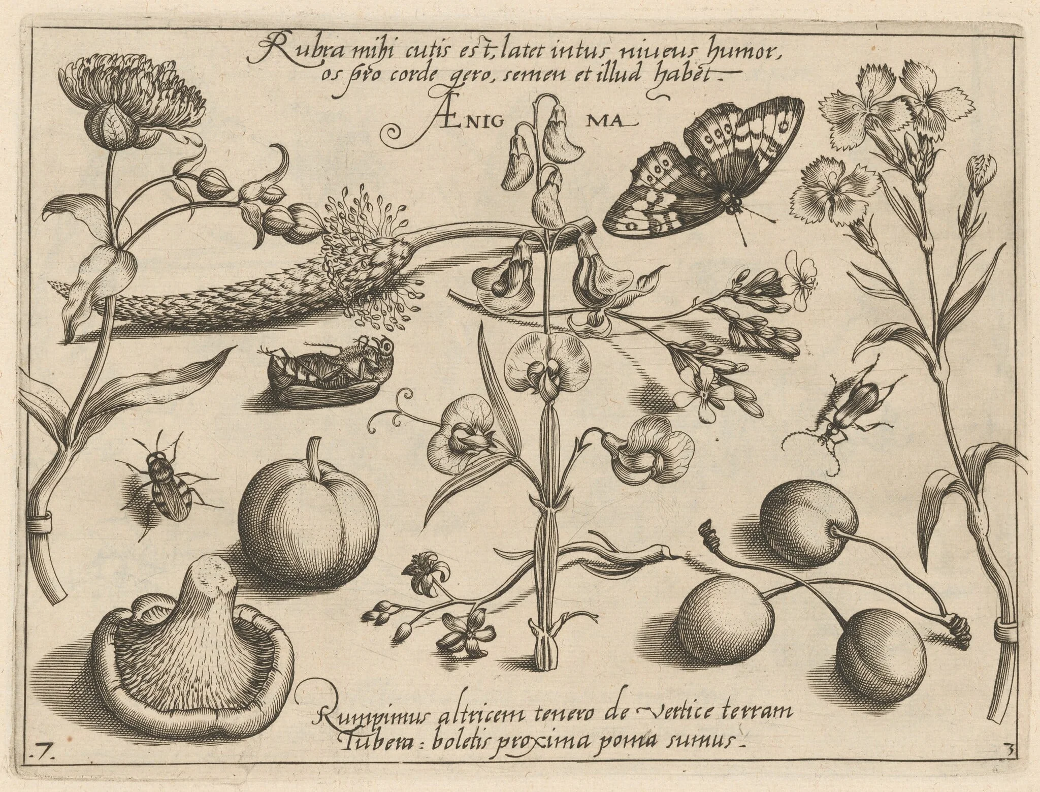 Archetypa studiaque patris Georgii Hoefnagelii [Part 3, Plate 7], detail