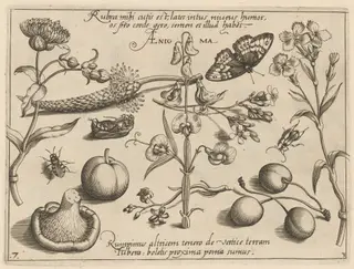 Archetypa studiaque patris Georgii Hoefnagelii [Part 3, Plate 7], by Jacob Hoefnagel, ink, 1592