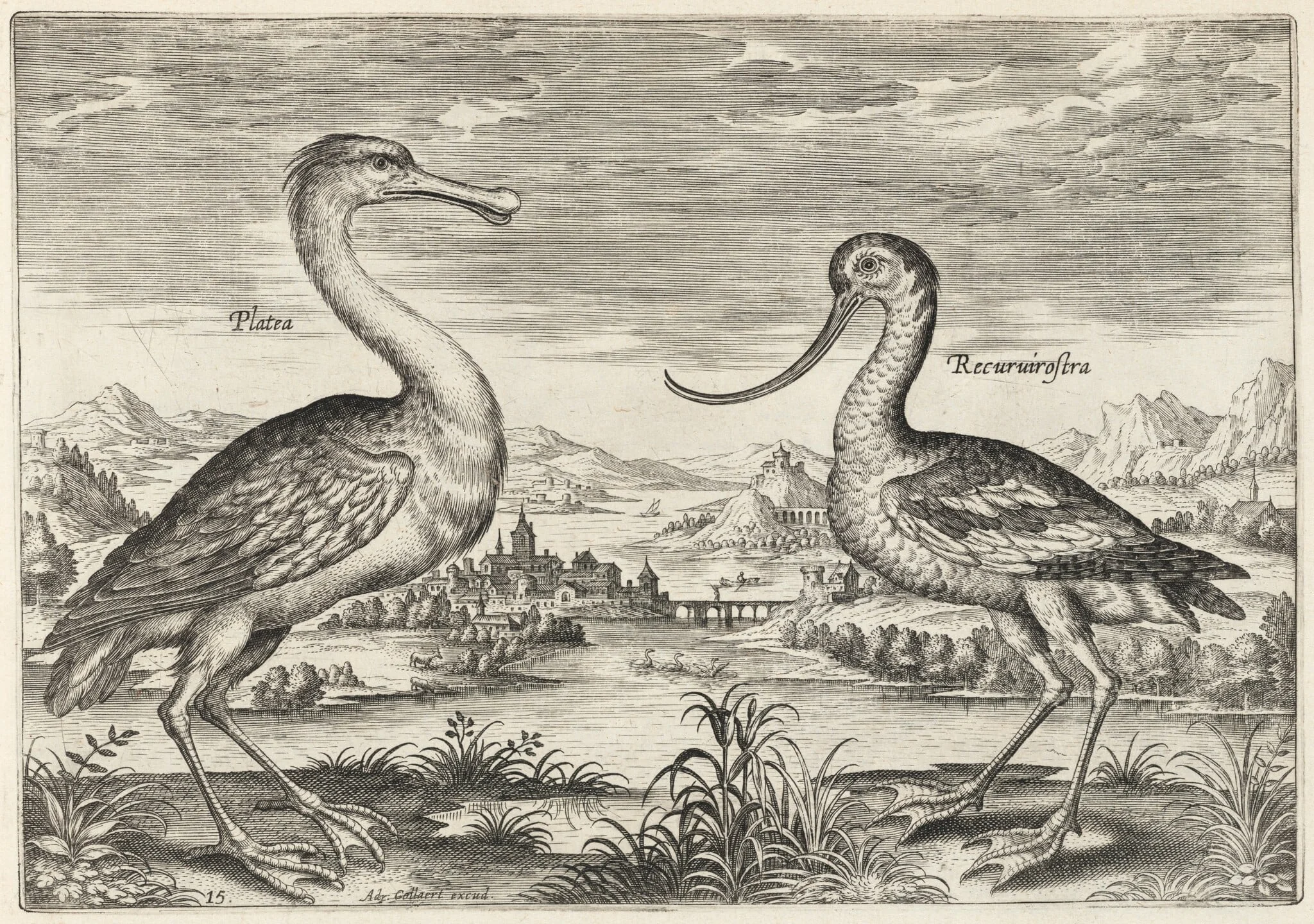 Spoonbill and Avocet, detail