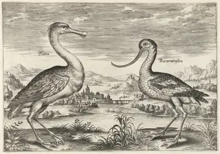 Spoonbill and Avocet, by Adriaen Collaert, ink, 1600