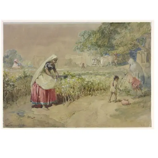 Cotton cultivation in India, by William Simpson, paint, 1862