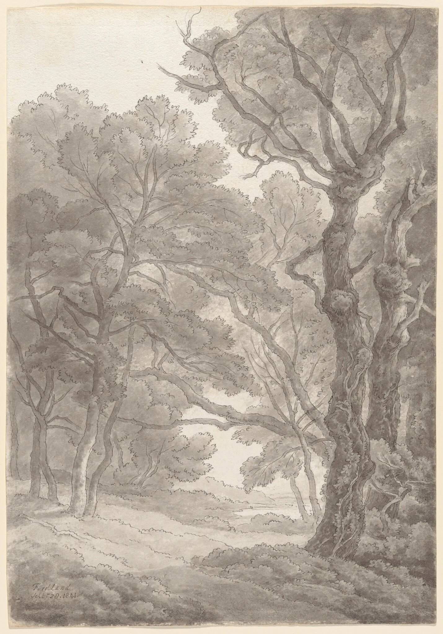 Trees at Fordland, Devon, detail