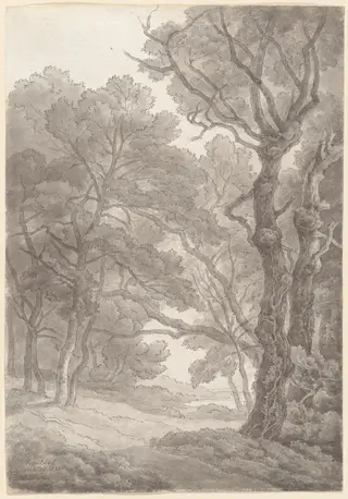 Trees at Fordland, Devon, by John White Abbott, ink, 1841