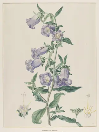 Campanula Medium, by Johann Knapp, watercolor