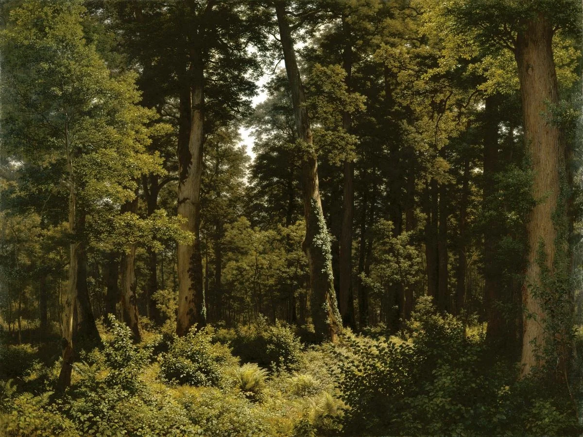 Eichenwald, detail