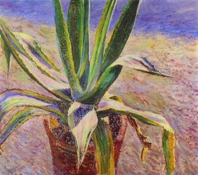 Agave., detail