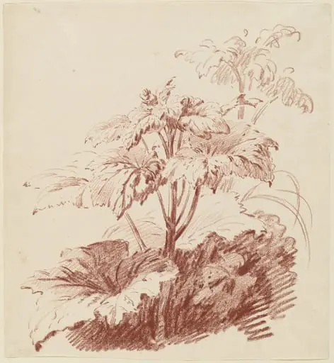 Flowering Plant with Buds, by Jean-Baptiste Hüet, chalk, 1764