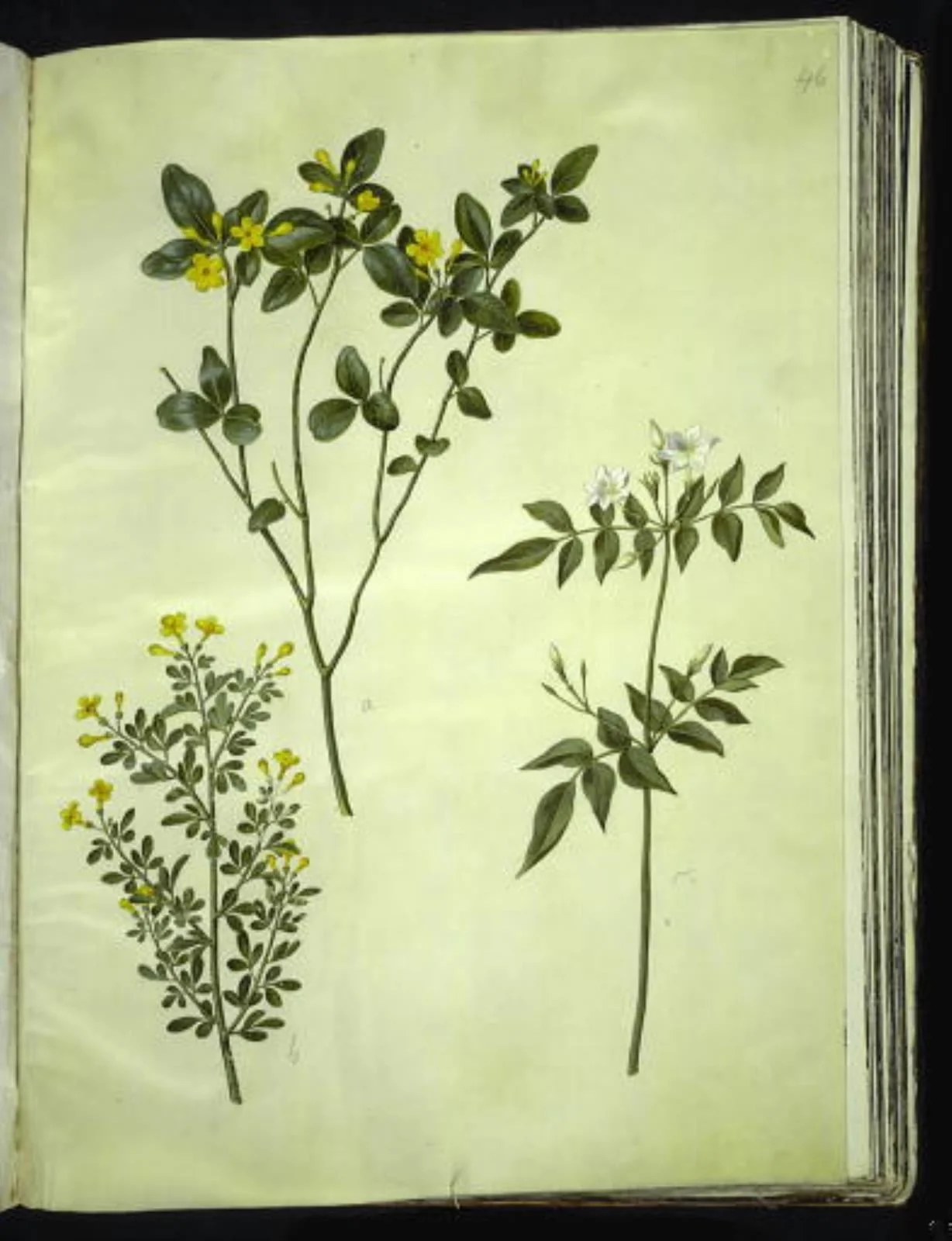 Jasminum odoratissimum (stue-jasmin); Jasminum fruticans (busk-jasmin); Jasminum grandiflorum (duft-jasmin), detail