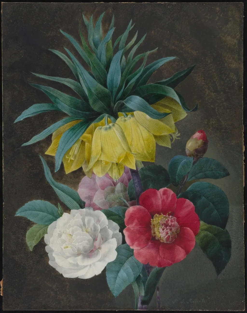 Four Peonies and a Crown Imperial, by Pierre Joseph Redouté, gouache, 1800
