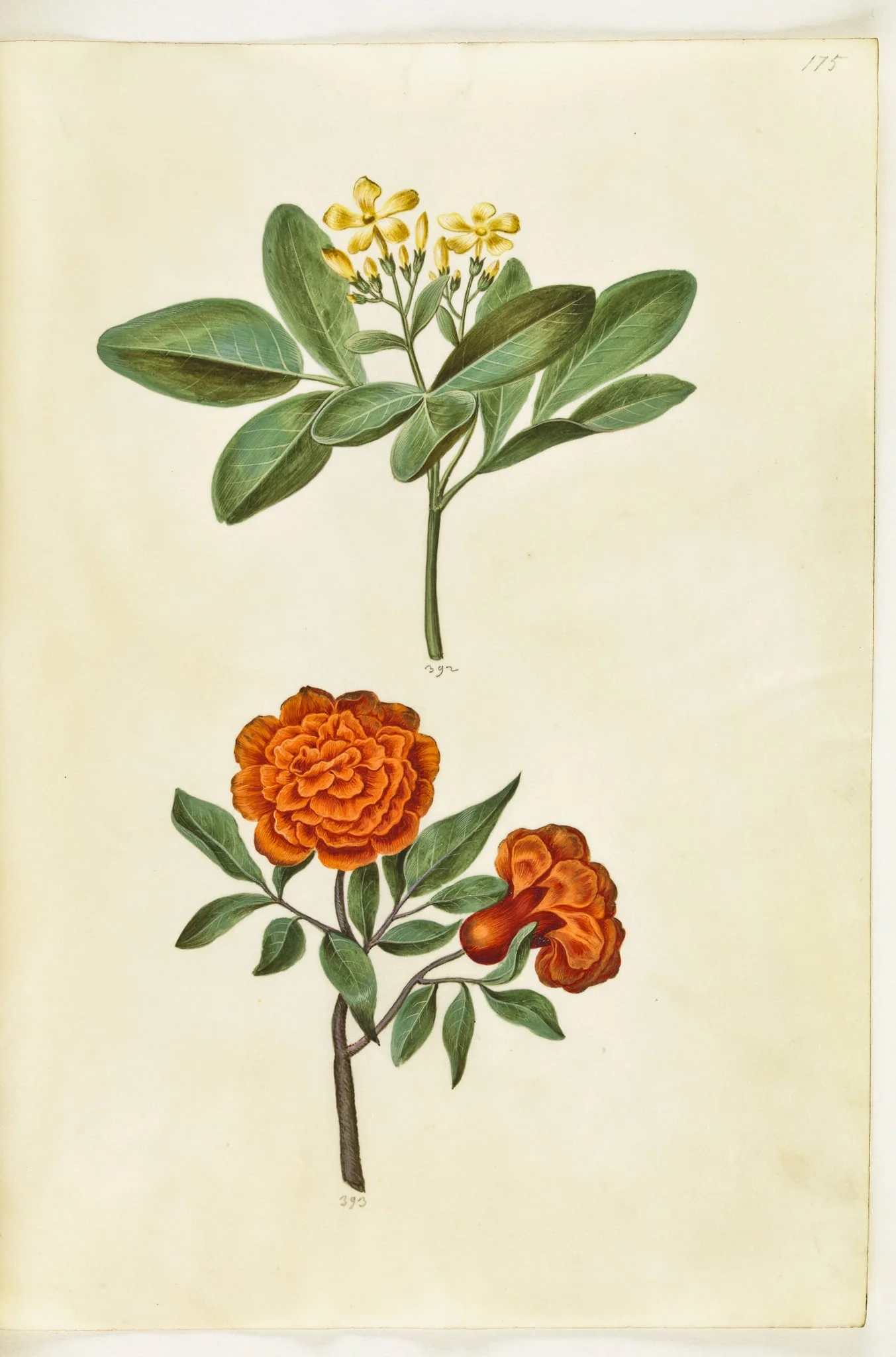 Jasminum odoratissimum (stue-jasmin); Punica granatum (granatæble), detail