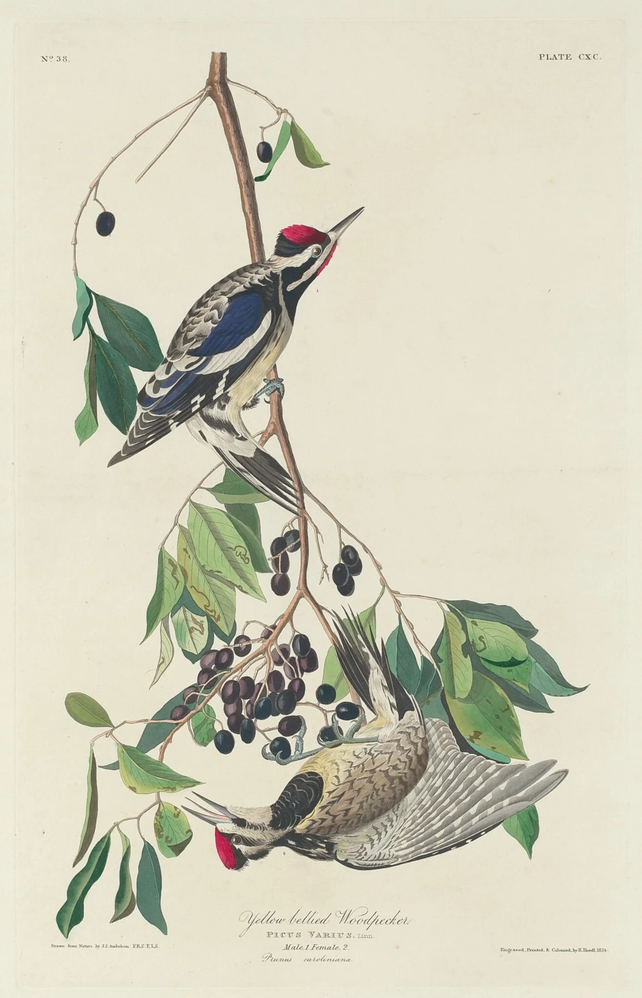 Yellow-bellied Woodpecker, detail