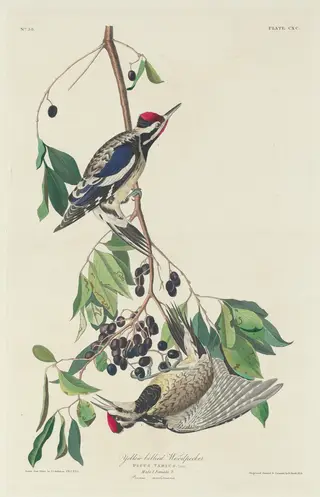 Yellow-bellied Woodpecker, by Havell, Jr., Robert, ink, 1834