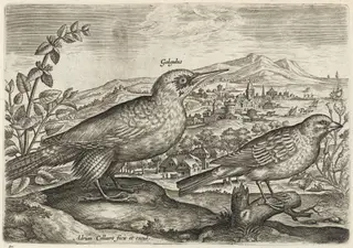 Woodpecker and Bunting, by Adriaen Collaert, ink, 1600