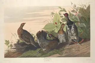 Spotted Grous, by Havell, Jr., Robert, ink, 1833