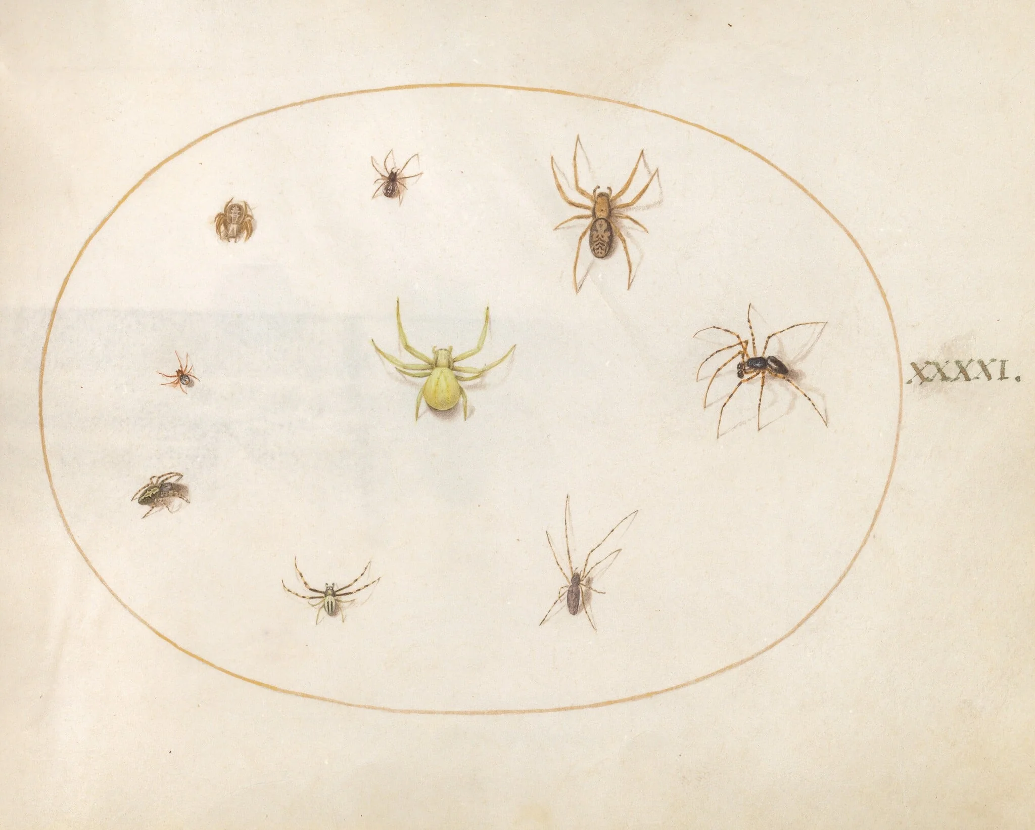 Plate 41: Yellow Spider Surrounded by Eight Spiders, detail