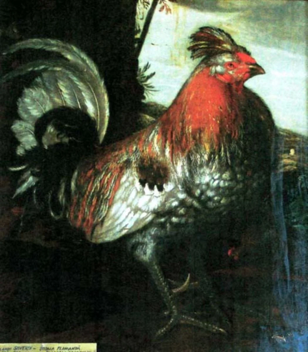 Parabola cocoșului, detail
