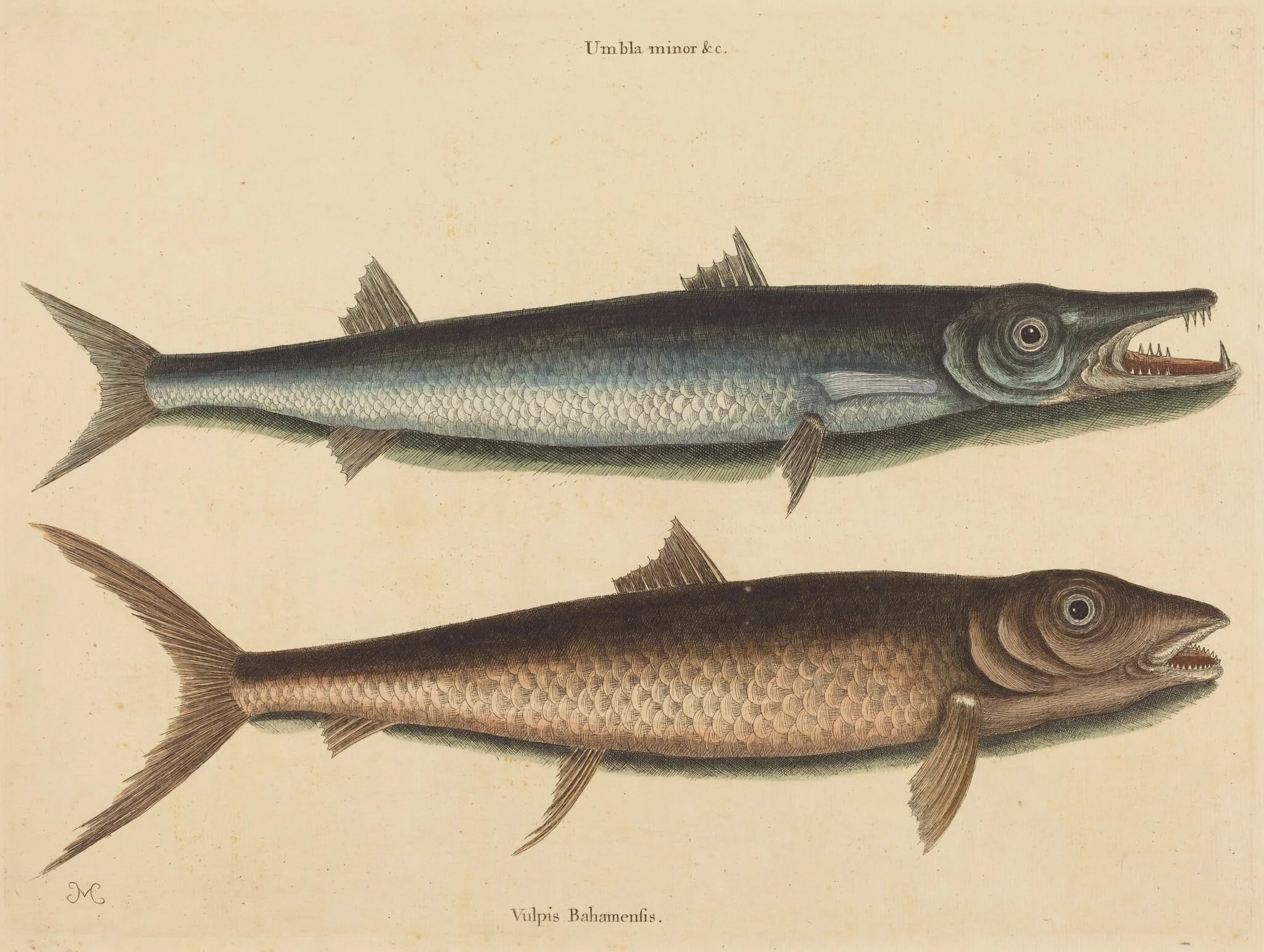 The Barracuda (Esox barracuda), detail