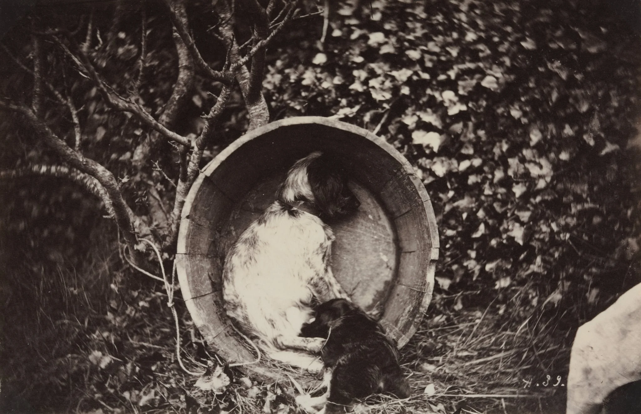 Dog and Puppy in Barrel, detail