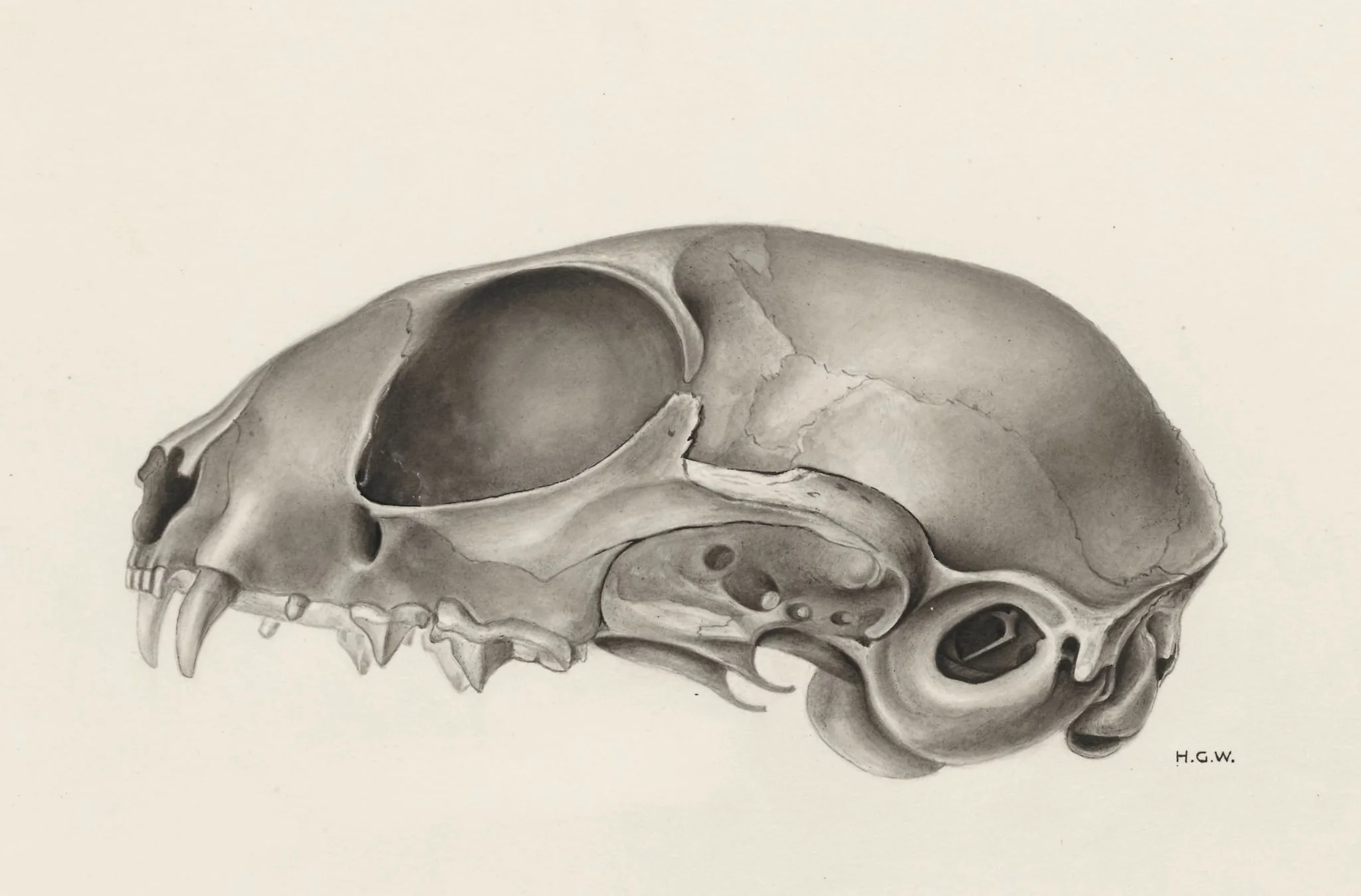 Skull of a feline, detail